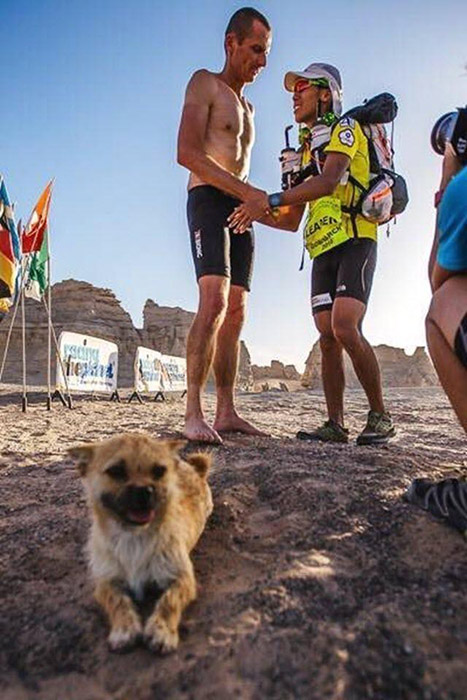 砂漠マラソンを共に走った野良犬　英國(guó)選手が探しに新疆へ