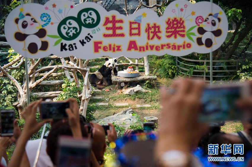 ジャイアントパンダ「開開」の8歳を祝う誕生日パーティー　マカオ