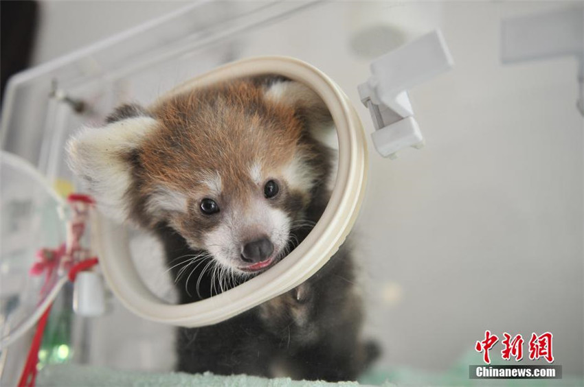 雲(yún)南野生動(dòng)物園でレッサーパンダの人工繁殖に初成功