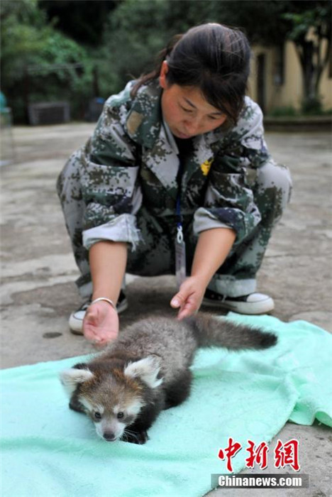 雲(yún)南野生動物園でレッサーパンダの人工繁殖に初成功