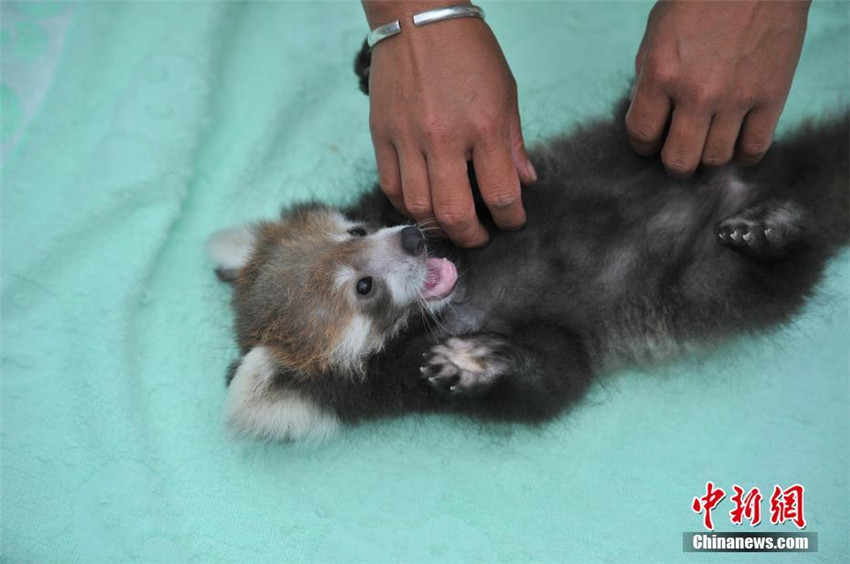 雲(yún)南野生動(dòng)物園でレッサーパンダの人工繁殖に初成功