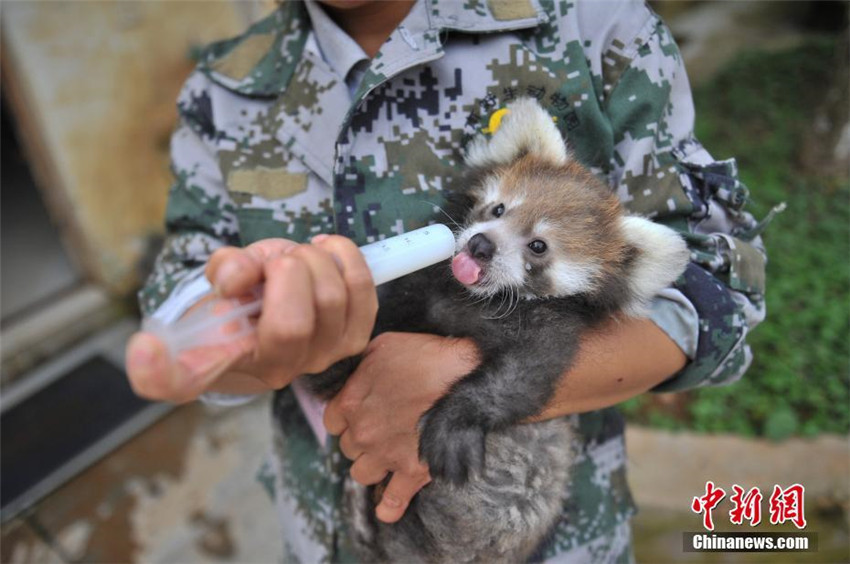 雲(yún)南野生動(dòng)物園でレッサーパンダの人工繁殖に初成功