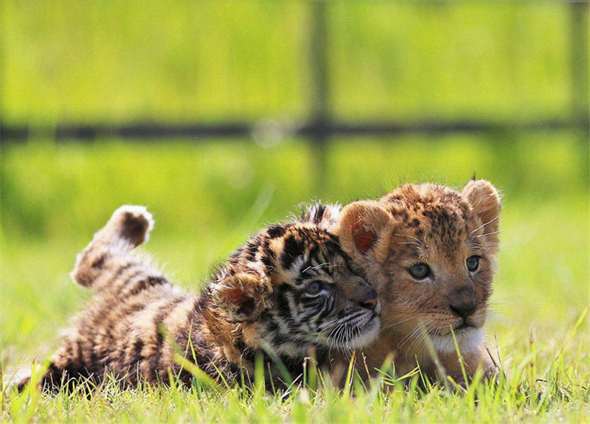 赤ちゃんライオンが赤ちゃんトラと兄弟のように戯れる寫真が話題に　日本