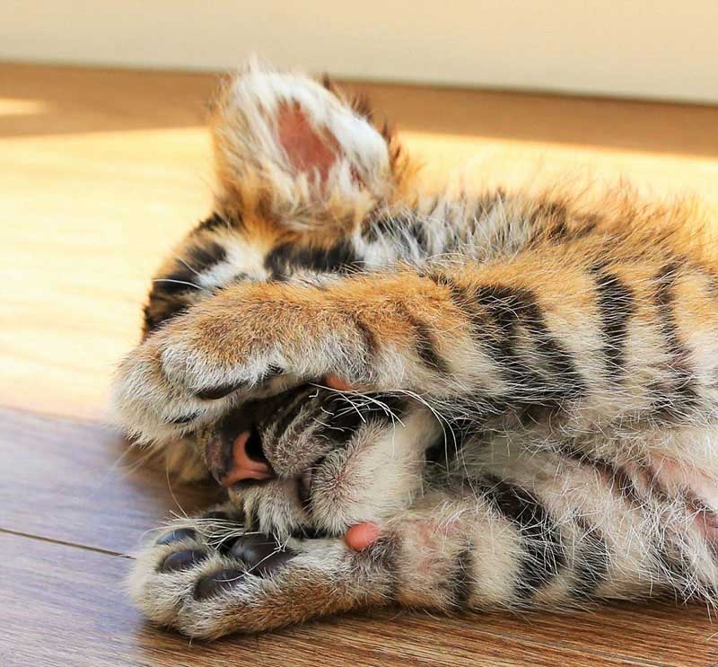 赤ちゃんライオンが赤ちゃんトラと兄弟のように戯れる寫真が話題に　日本