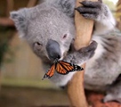 コアラの赤ちゃんとチョウチョの微笑ましいキス寫真