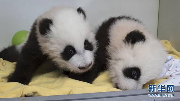 米アトランタ動物園で雙子パンダの命名式開催