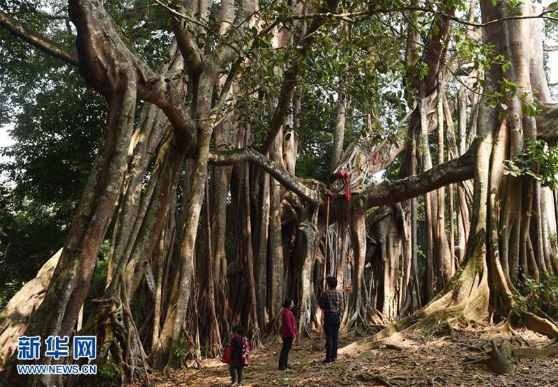 1本の木で森を成す　樹齢500年の巨大なガジュマルの木　雲(yún)南省