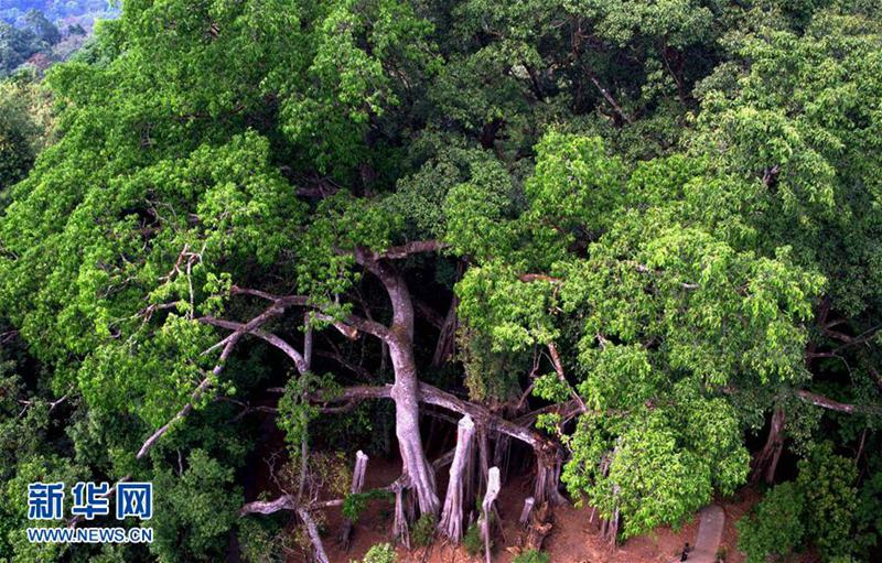 1本の木で森を成す　樹齢500年の巨大なガジュマルの木　雲(yún)南省