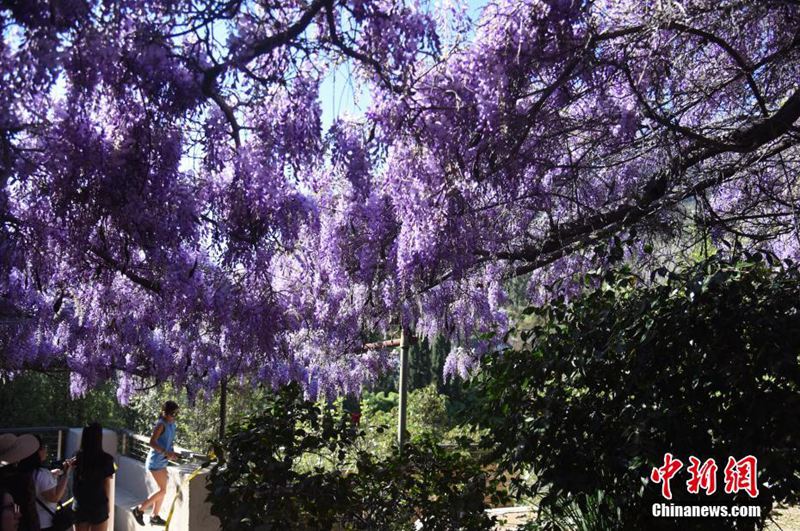 藤の花祭り開(kāi)催、100周年記念に多くの観光客押し寄せる　ロサンゼルス