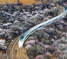 春爛漫の中を駆け抜ける高速鉄道