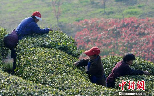 「明前茶」の茶摘み開始　天候の影響で茶摘み時(shí)期遅れる　江西省