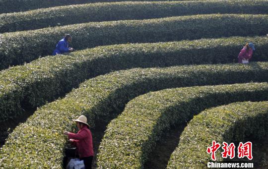 「明前茶」の茶摘み開始　天候の影響で茶摘み時(shí)期遅れる　江西省