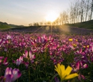 咲き亂れるレンゲの花