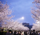 夜桜」で華やかに彩られた上海