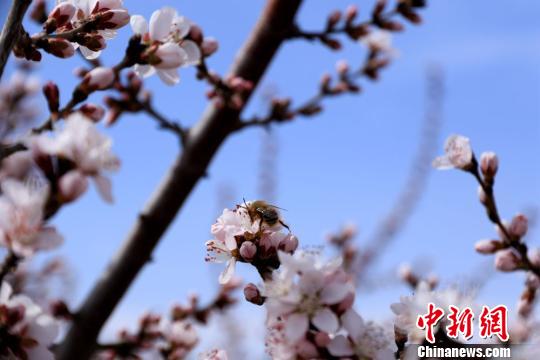 春の陽気に包まれ、桃の花や杏の花が咲き誇る甘粛省