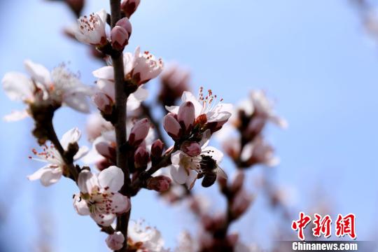 春の陽気に包まれ、桃の花や杏の花が咲き誇る甘粛省