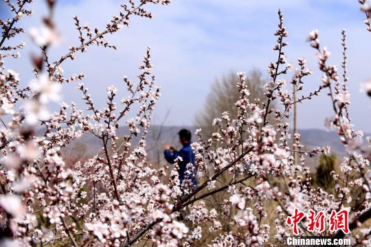 春の陽気に包まれ、桃の花や杏の花が咲き誇る甘粛省