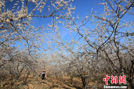 春の陽気に包まれ、桃の花や杏の花が咲き誇る甘粛省