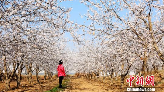 春の陽気に包まれ、桃の花や杏の花が咲き誇る甘粛省