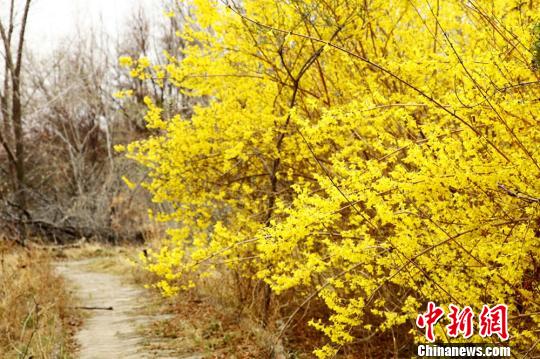 甘粛省、花々が満開に