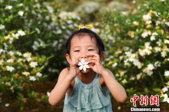 人を酔わせる甘い香り一面に、満開を迎えたクチナシの花　江西省