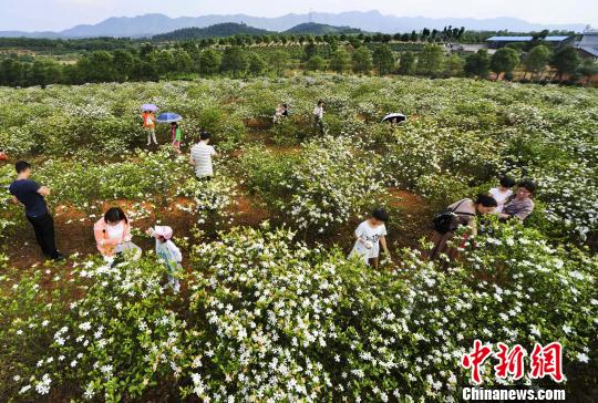 人を酔わせる甘い香り一面に、満開を迎えたクチナシの花　江西省