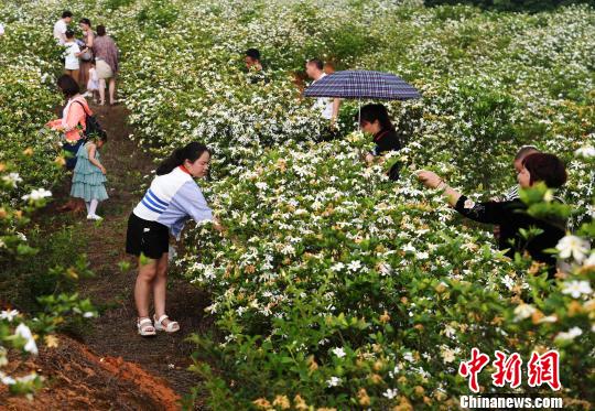 人を酔わせる甘い香り一面に、満開を迎えたクチナシの花　江西省