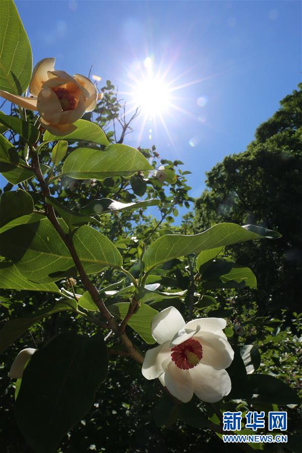 河北省寛城県でオオヤマレンゲ花開く