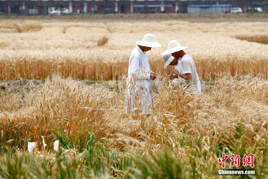 北京市內(nèi)の「最も地価の高い実験用畑」の収穫開始