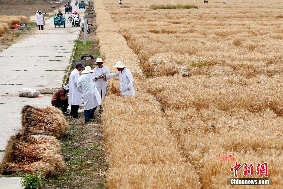 北京市內(nèi)の「最も地価の高い実験用畑」の収穫開(kāi)始