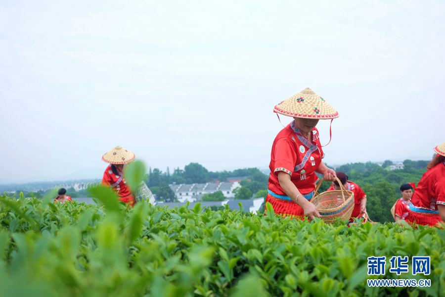 茶畑に漂う銘茶の爽やかな香り　安徽省