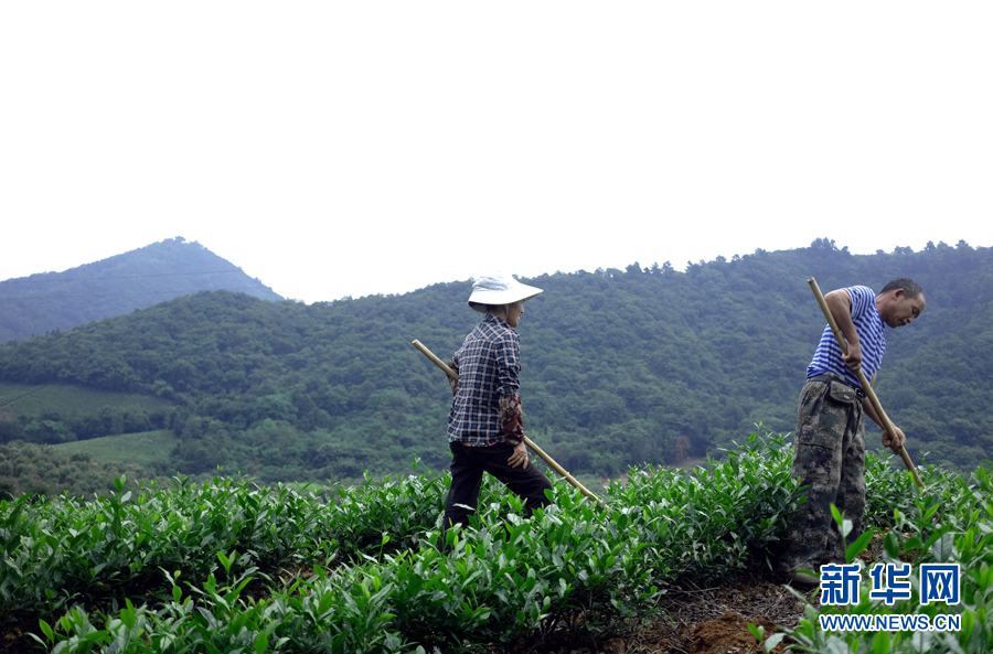 茶畑に漂う銘茶の爽やかな香り　安徽省