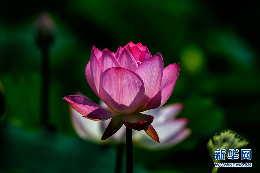 ハスの花が見頃に　水に浮かぶ姿が人々酔わせる　広東省