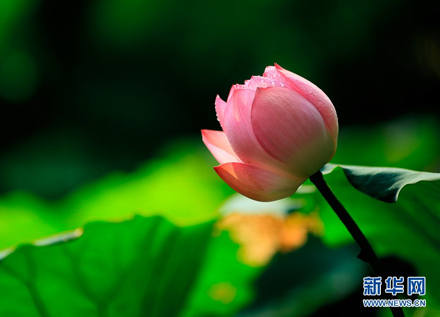 ハスの花が見頃に　水に浮かぶ姿が人々酔わせる　広東省