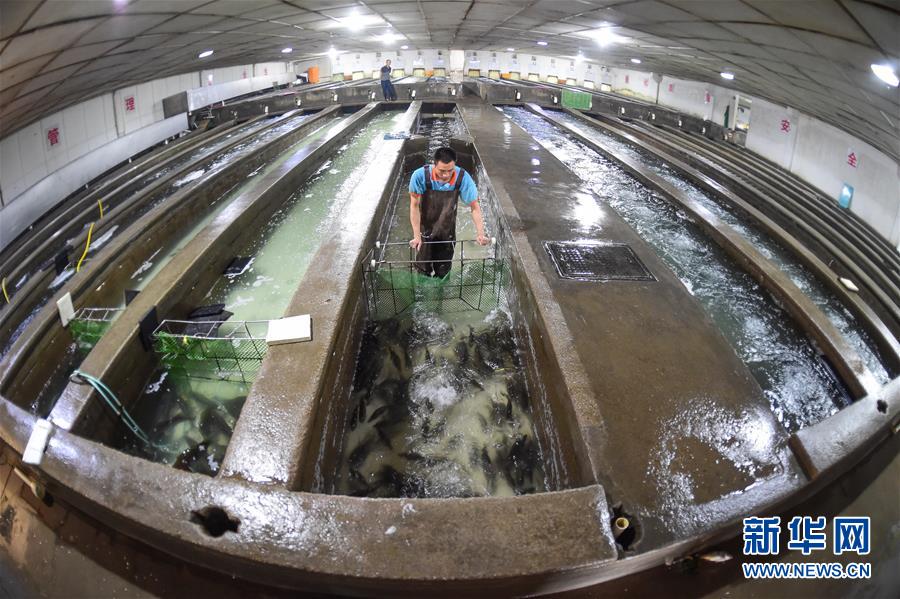 「眠らせて運ぶ」コールドチェーンの新技術(shù)で鮮魚の長時間輸送が可能に