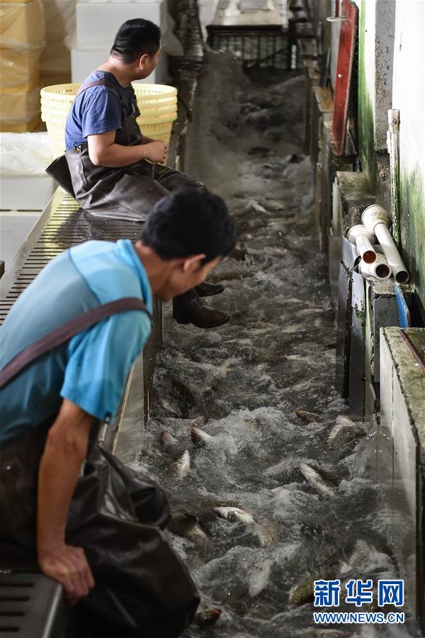 「眠らせて運ぶ」コールドチェーンの新技術で鮮魚の長時間輸送が可能に