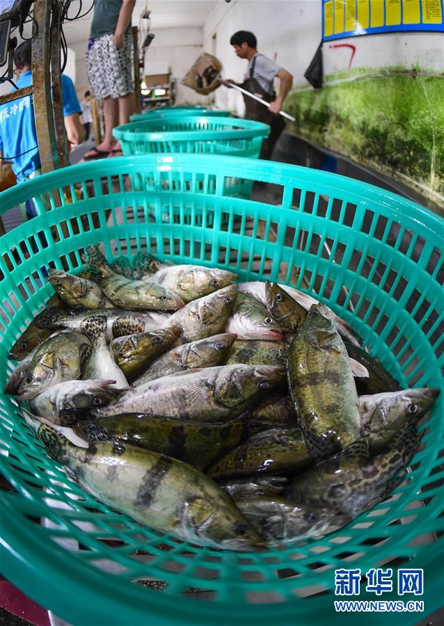 「眠らせて運ぶ」コールドチェーンの新技術(shù)で鮮魚の長時間輸送が可能に