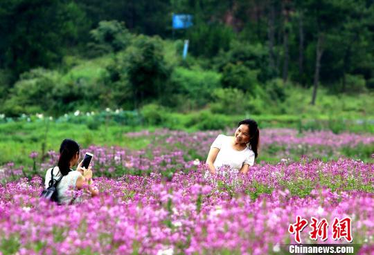 田舎の一面に広がる「花畑」の風(fēng)景に酔いしれる　江西省遂川県