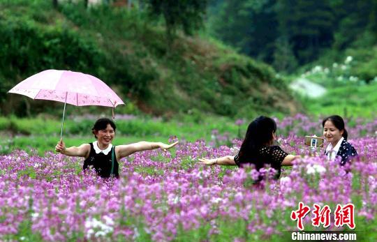 田舎の一面に広がる「花畑」の風(fēng)景に酔いしれる　江西省遂川県