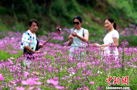 田舎の一面に広がる「花畑」の風(fēng)景に酔いしれる　江西省遂川県