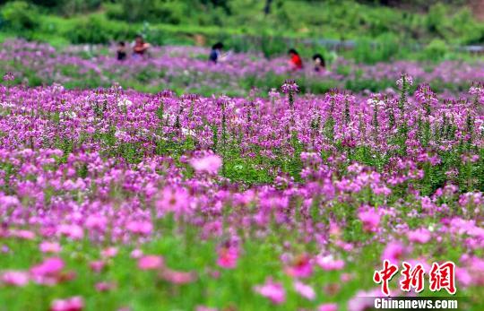 田舎の一面に広がる「花畑」の風(fēng)景に酔いしれる　江西省遂川県