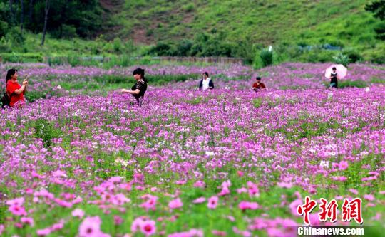 田舎の一面に広がる「花畑」の風(fēng)景に酔いしれる　江西省遂川県