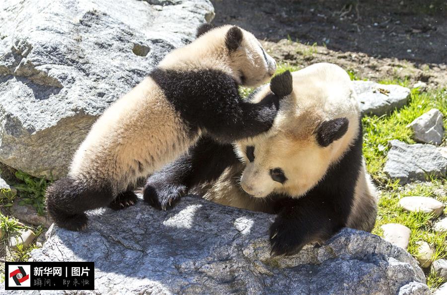 海外に移住したジャイアントパンダたち