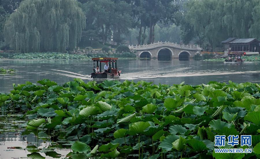 円明園遺跡公園に咲き誇る美しいハスの花