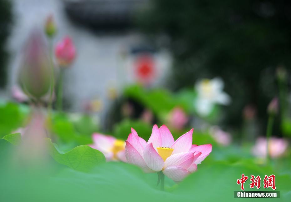 気溫上昇して夏入りの江西省の「最も美しい村」　ハスの花が見ごろに