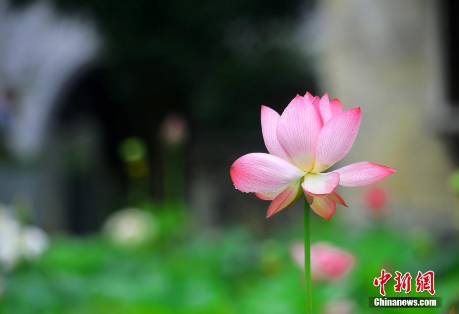 気溫上昇して夏入りの江西省の「最も美しい村」　ハスの花が見ごろに