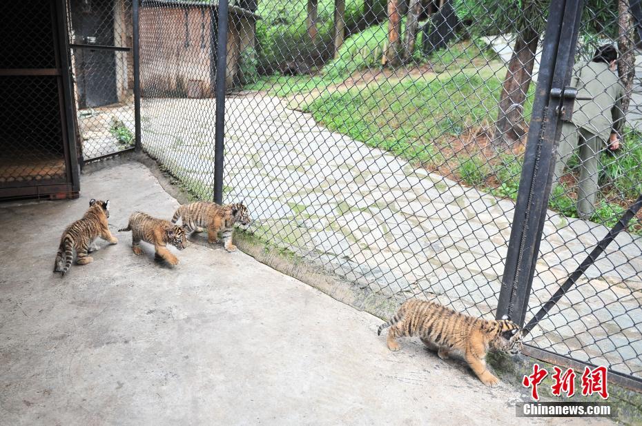 4つ子のシベリアトラが生後1ヶ月に　來場者の前にお目見え　雲(yún)南省