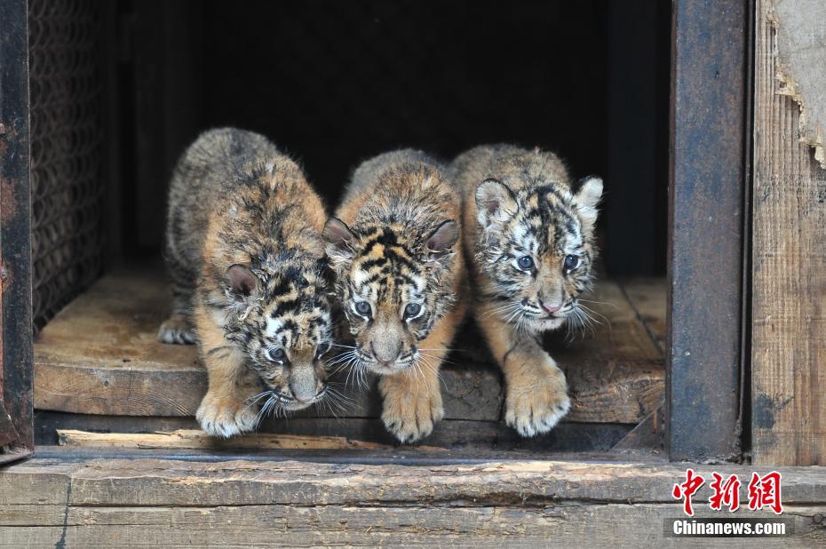 4つ子のシベリアトラが生後1ヶ月に　來場者の前にお目見え　雲(yún)南省