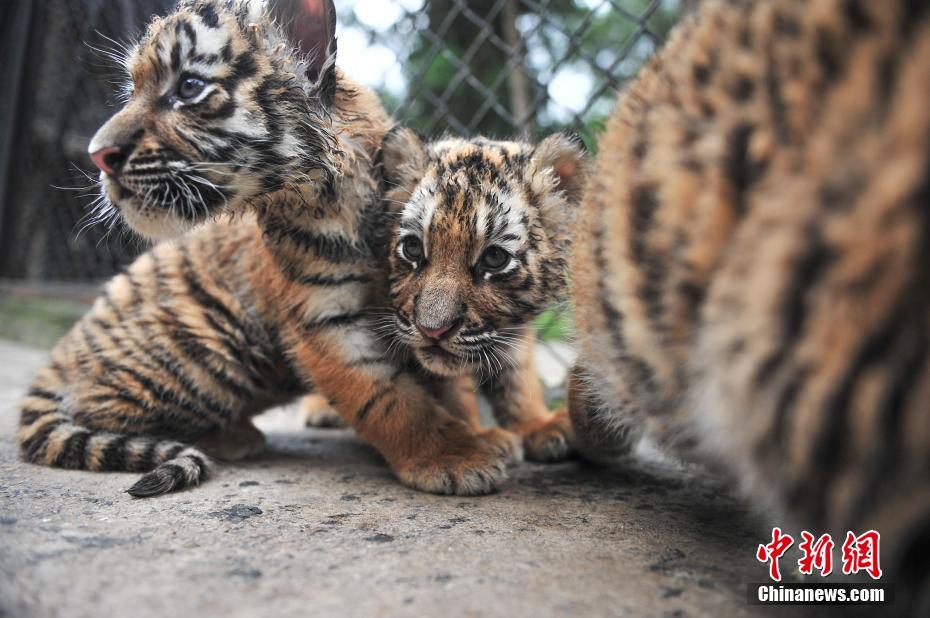 4つ子のシベリアトラが生後1ヶ月に　來場者の前にお目見え　雲(yún)南省