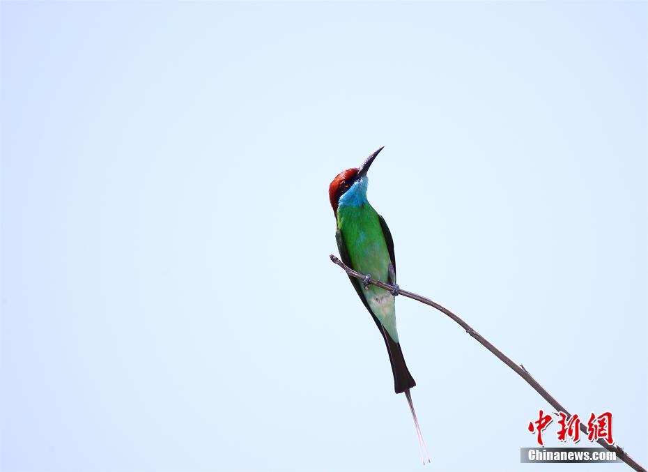 「中國(guó)で最も美しい鳥」　ルリノドハチクイとカワリサンコウチョウ